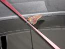 Identification please!: The strap is 1" wide, so you can see this is a big moth or butterfly. Anyone know what it is?